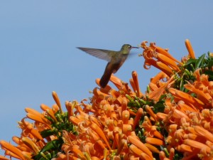 hummingbird 